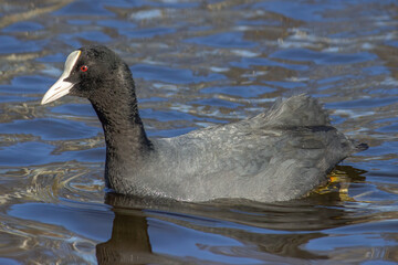 Duck on the water