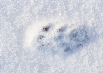 Cat tracks in the snow. Animal life in winter.