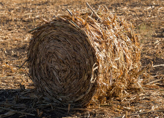 Harvesting. Round bales made from corn stalks. Agriculture in the steppe.