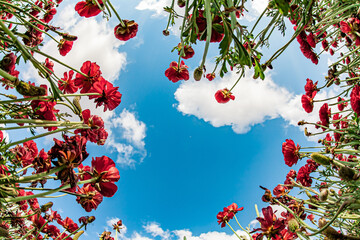 Gorgeous red flowers