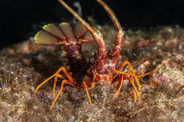 Spiny Lobster  ( Palinurus elephas ). İzmir, Turkey.
