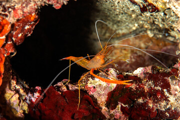 Stenopus Spinosus. Underwater animal. Çanakkale, Turkey.