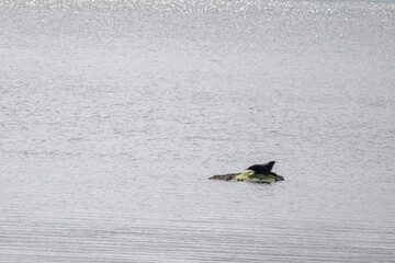 Schottlands wilder Norden