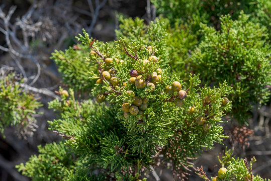 Foliage and fruits of Phoenicean juniper, Juniperus phoenicea. Photo taken in Cala Tortuga, municipality of Mahon, Menorca, Spain