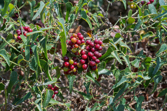 Foliage and fruits of Common Smilax, Smilax aspera. Photo taken in the municipality of Mahon, Menorca, Spain