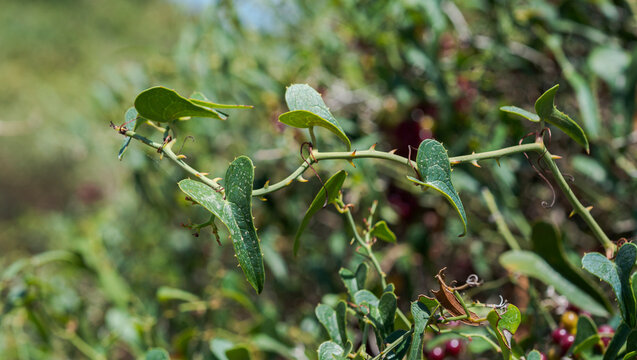 Foliage of Common Smilax, Smilax aspera. Photo taken in the municipality of Mahon, Menorca, Spain