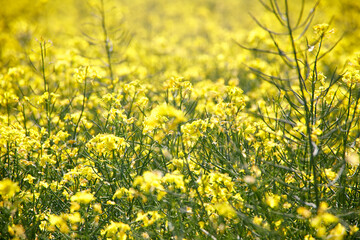 Raps, Natur, Umwelt, Landschaft, Sommer.