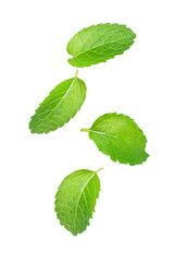 Naklejka na ściany i meble Peppermint leaves (Mint leaf) flying in the air isolated on white backgrond.