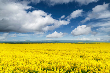 Fototapeta premium Yellow rape field on blue sky background. Ukrainian national flag colors. Landscape photography
