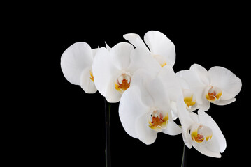 Fototapeta na wymiar Branches of a blooming white orchid on a black background