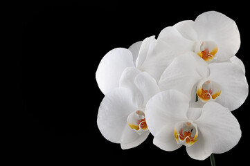 Fototapeta na wymiar Large detailed white orchid flowers on a black background
