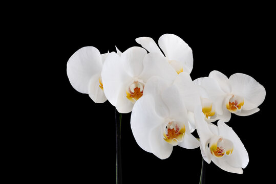 Branches of a blooming white orchid on a black background