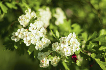 Hawthorn blossom branches illuminated by sunlight in spring.