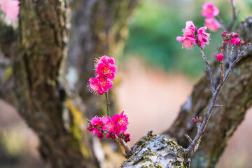 昭和記念公園に咲く梅の花