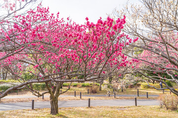 Obraz na płótnie Canvas 昭和記念公園に咲く梅の花
