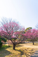 昭和記念公園に咲く梅の花