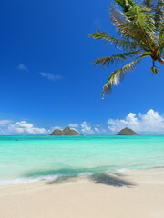 Plakat ハワイ、オアフ島、晴天のラニカイビーチと椰子の木
