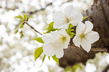 満開のオオシマザクラの花と木　アップ