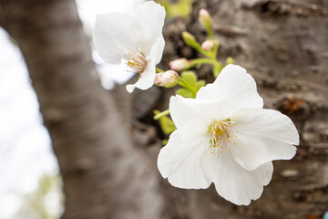満開のオオシマザクラの花　マクロ　　