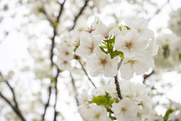 Obraz premium 満開のオオシマザクラの花と木 