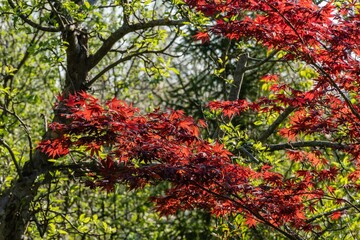 Japanese maple Acer palmatum Atropurpureum on bank of beautiful garden pond. Young red leaves on blurred background of leaves of swamp iris. Spring landscaped garden. Nature concept for design.