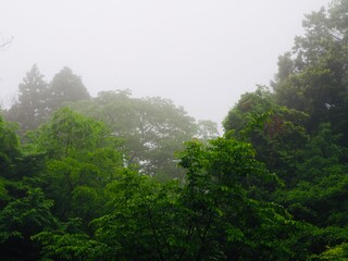 霧の森