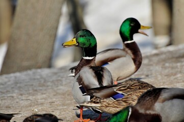 Duck is a representative of birds from several genera of the duck family: piebald ducks, diving ducks, savki, river ducks, steamer ducks, musk ducks and crumbs; in total, more than 110 species. Ducks 