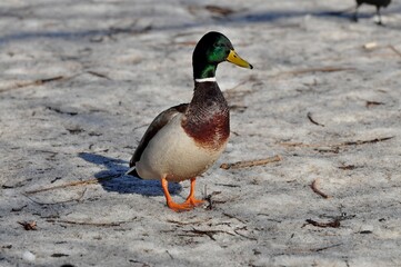 Duck is a representative of birds from several genera of the duck family: piebald ducks, diving ducks, savki, river ducks, steamer ducks, musk ducks and crumbs; in total, more than 110 species. Ducks 