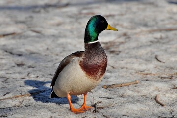 Obraz premium Duck is a representative of birds from several genera of the duck family: piebald ducks, diving ducks, savki, river ducks, steamer ducks, musk ducks and crumbs; in total, more than 110 species. Ducks 