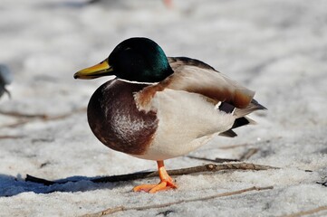 Duck is a representative of birds from several genera of the duck family: piebald ducks, diving...