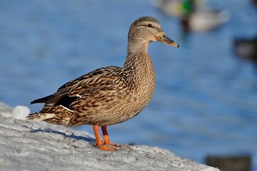 Duck is a representative of birds from several genera of the duck family: piebald ducks, diving ducks, savki, river ducks, steamer ducks, musk ducks and crumbs; in total, more than 110 species. Ducks 