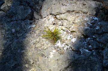 Small pine trees grow on the rocks