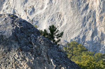 Small pine trees grow on the rocks