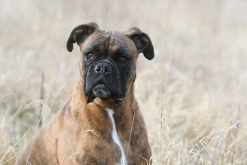 Portrait d'un chien de race boxer dans un champs