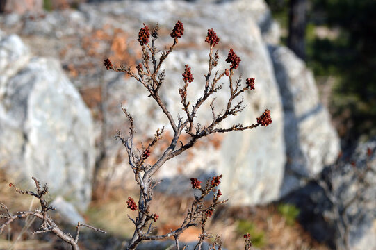 Sicilian sumac growing in the forest
