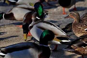 Duck is a representative of birds from several genera of the duck family: piebald ducks, diving ducks, savki, river ducks, steamer ducks, musk ducks and crumbs; in total, more than 110 species. Ducks 