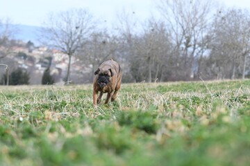 Portrait d'un chien mâle boxer