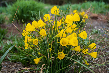 黄色いペチコートスイセン（Narcissus bulbocodium L)