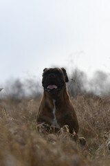 Portrait d'un chien de race boxer dans un champ