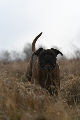 Portrait d'un chien de race boxer dans un champ