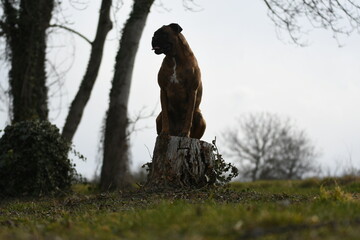 Portrait d'un chien de race boxer dans les bois