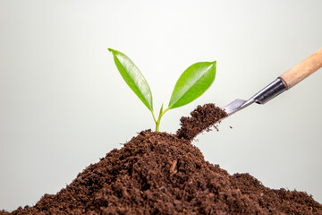 Hand holding young green plants, isolated on white. Environmental protection ecology concept.
