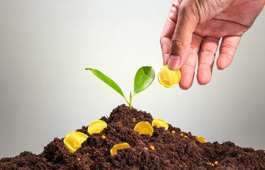 Hand holding young green plants, isolated on white. Environmental protection ecology concept.
