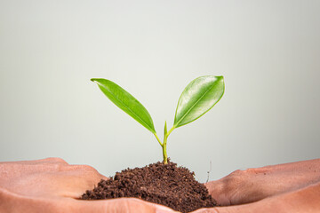 Hand holding young green plants, isolated on white. Environmental protection ecology concept.
