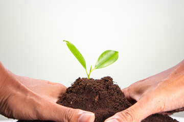 Hand holding young green plants, isolated on white. Environmental protection ecology concept.
