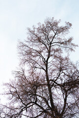 A silhouette of a leafless tree against white sky during a winter. Low angle