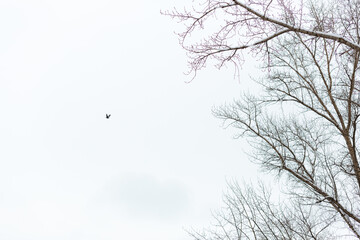 A silhouette of a bird flying in the air against white clear sky isolated. Branches of leafless trees are on the right side of the frame