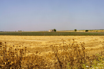 Fototapeta premium Country landscape in Apulia near Manduria