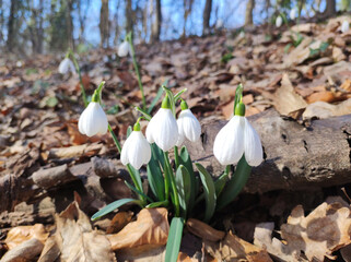 blooming snowdrops Galanthus Nivalis  growing in the forest