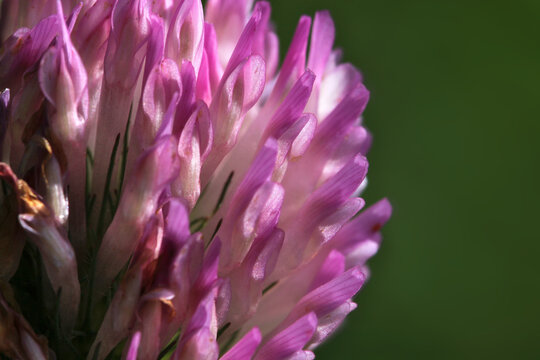 Close up of a Red clover ( Trifolium pratense ) flower with pink blossoms in bloom